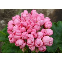 Пеларгония тюльпановидная Pink Pandora