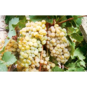 Виноград технический (винный) Цитронный Магарача