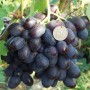 Виноград столовый Каталония