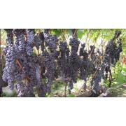 Виноград технический (винный) Ливадийский черный