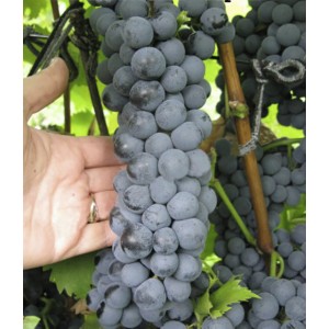 Виноград технический (винный) Ливадийский черный