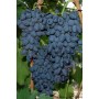 Виноград столовый Молдова