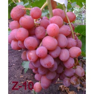 Виноград столовый Z-10
