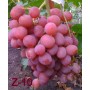 Виноград столовый Z-10