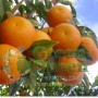 Апельсин Бананза (Skaggs Bonanza)