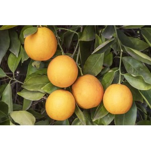 Апельсин Салустиана (Salustiana)