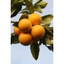 Апельсин Ваниглия Мускат (Vainiglia Moscate)