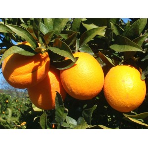 Апельсин Вашингтон Навел