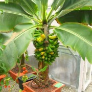Банан Тропикана