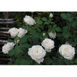 Роза чайно-гибридная Anastasija (Анастасия) 