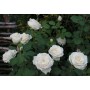Роза чайно-гибридная Anastasija (Анастасия) 