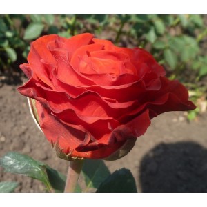 Роза чайно-гибридная El Toro (Эль Торо) 