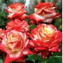 Роза чайно-гибридная Imperatrice Farah ( Императрица Фарах)