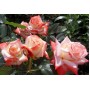 Роза чайно-гибридная Imperatrice Farah ( Императрица Фарах)