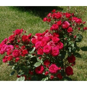 Роза флорибунда Lavaglut (Лаваглут)