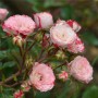 Роза почвопокровная Patte de Velours (Пат де велюр)