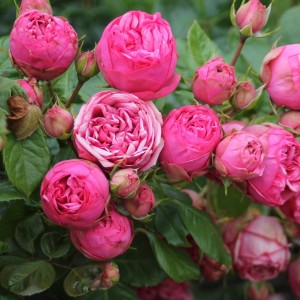 Роза чайно-гибридная Piano Pink (Пинк Пиано) 