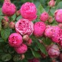 Роза чайно-гибридная Piano Pink (Пинк Пиано) 