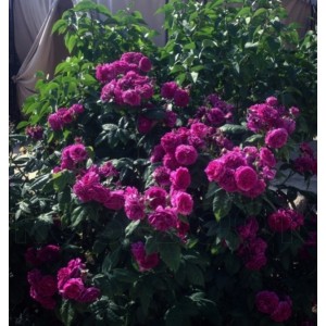 Роза шраб Purple Lodge (Перпл Ложд) 