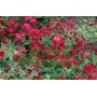 Роза почвопокровная  Red Cascade (Ред Каскад) 