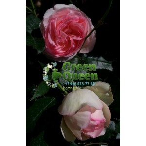 Роза плетистая Pierre de Ronsard (Пьер де Ронсар) клаймбер 