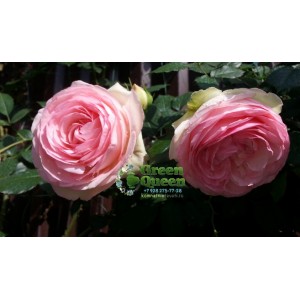 Роза плетистая Pierre de Ronsard (Пьер де Ронсар) клаймбер 