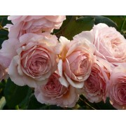 Роза английская плетистая A Shropshire Lad (Роза Э Шропшир Лэд) 