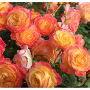 Роза флорибунда Gartenspass (Гартеншпасс) 