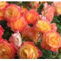 Роза флорибунда Gartenspass (Гартеншпасс) 