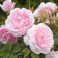 Роза английская Lady Salisbury (Леди Солсбери)