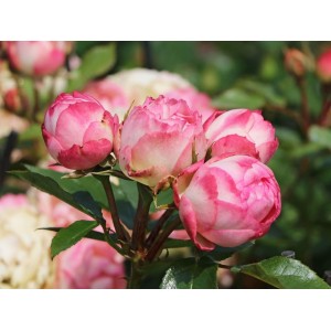 Роза чайно-гибридная Lovely Rokoko(Лавли Рококо) 