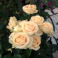 Роза чайно-гибридная Peach Avalanche (Пич Аваланж)