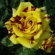 Роза флорибунда Simsalabim (Сим Салабим)