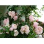 Роза английская плетистая клаймбер The Generous Gardener(Зе Дженероуз Гарден) 