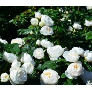 Роза плетистая Uetersener Klosterrose