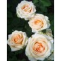 Роза чайно-гибридня Versilia (Версилия)