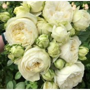 Роза срезочная Victorian White (Викториан Вайт)