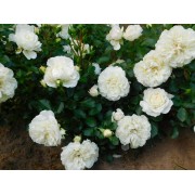 Роза почвопокровная White Meidiland (Вайт Мейдиланд)