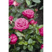 Роза чайно-гибридная Senteur Royale (Сентер Рояль)