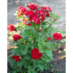 Роза флорибунда Tamango (Таманго)