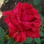 Роза чайно-гибридная Red Intuition (Рэд Интуишн) 