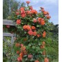 Роза шраб  Westerland (Вестерланд) 