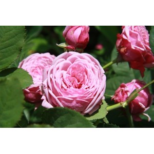 Роза английская Durance Ancian (Дюранс Ансьен) 