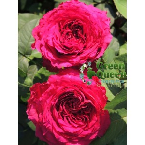 Роза флорибунда Rose des 4 Vents (Роз де Кятр Ван) 