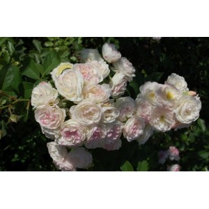 Роза мускусная Bouquet Parfait (Букет Парфэ)