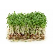 Микрозелень Кресс-салат Аэлита 5 г
