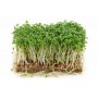 Микрозелень Кресс-салат Аэлита 5 г