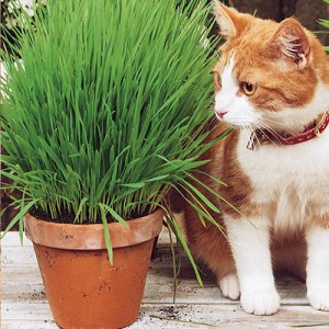 Трава для кошек Аэлита