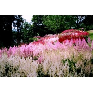 Серия цветущий сад астильба смесь, очиток Малиновый звон