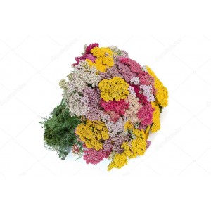 Тысячелистник Яркий букет смесь Цветущий сад